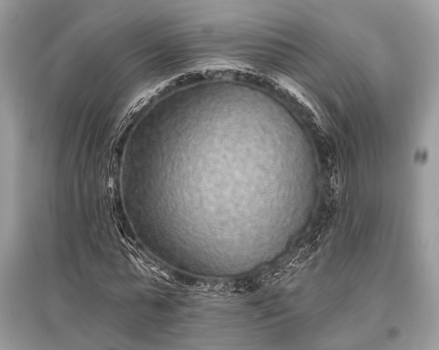 X0000096130775200801251016