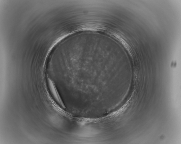 X0000096130779200801251016