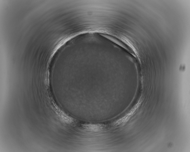 X0000096130781200801251016