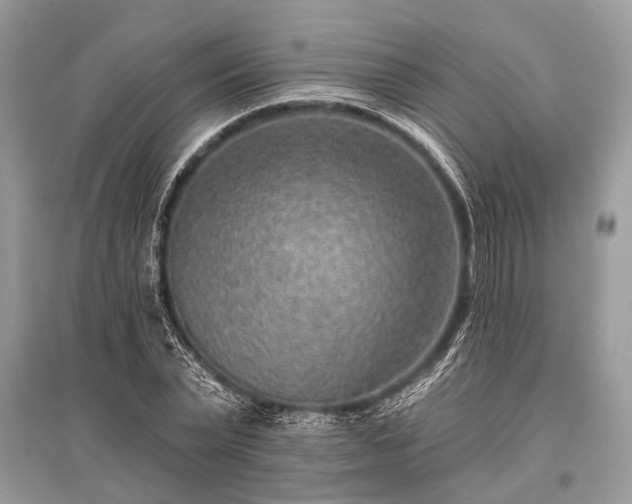 X0000096130783200801251016
