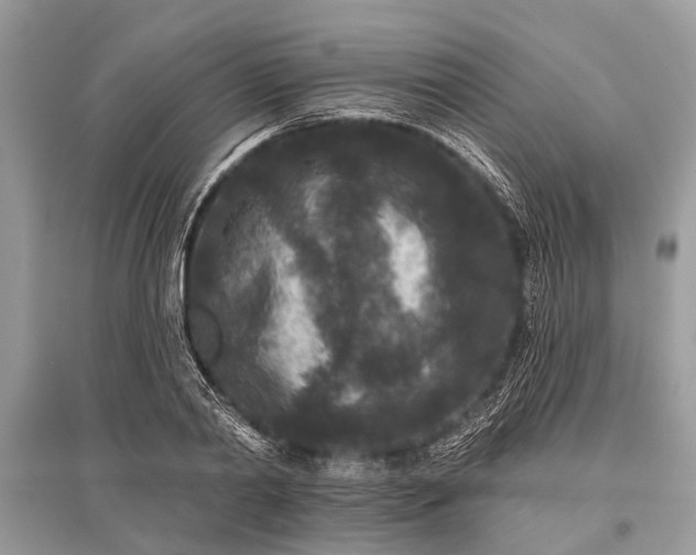 X0000096130790200801251016