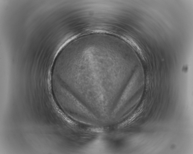 X0000096130798200801251015
