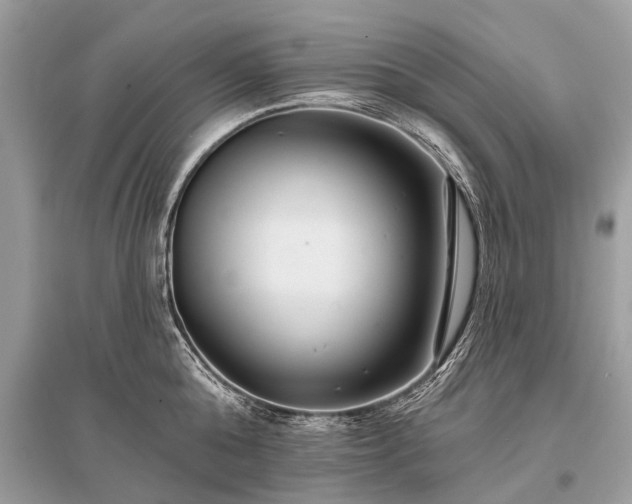 X0000096130808200801251015