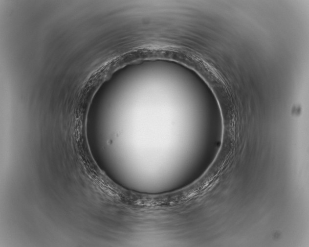 X0000096130821200801251014