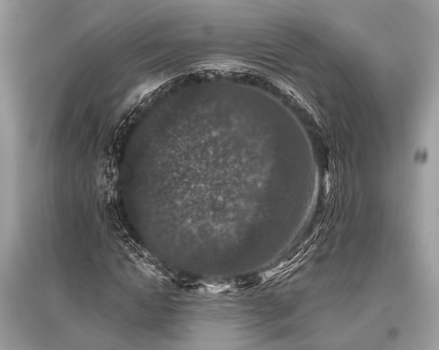 X0000096130822200801251014