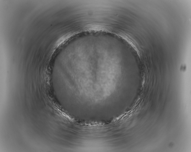 X0000096130823200801251014