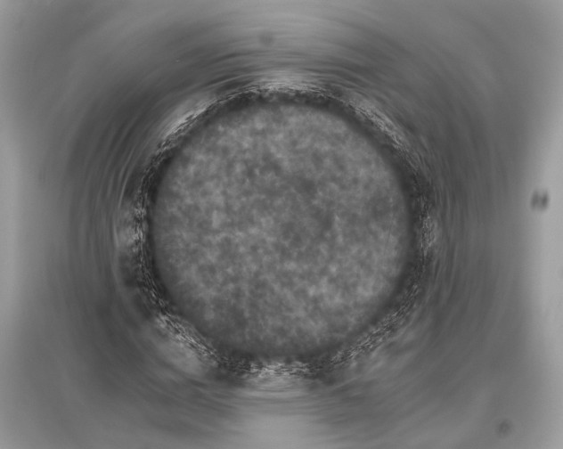 X0000096130824200801251015