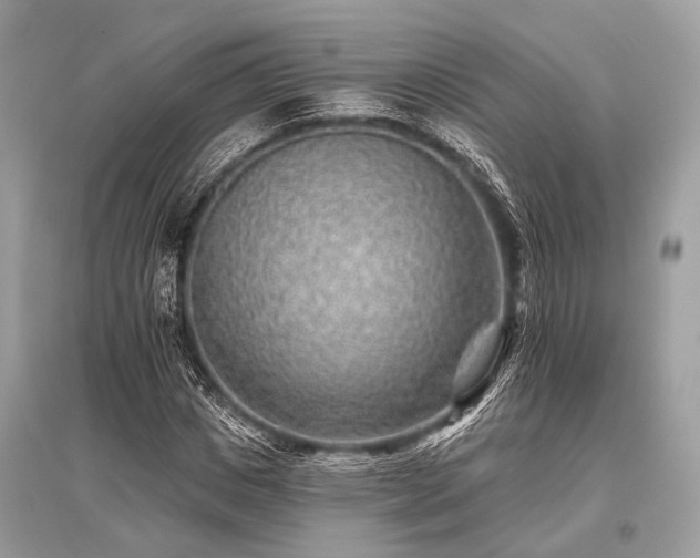 X0000096130825200801251015