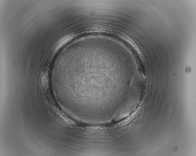 X0000096130826200801251015