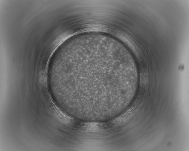 X0000096130828200801251015