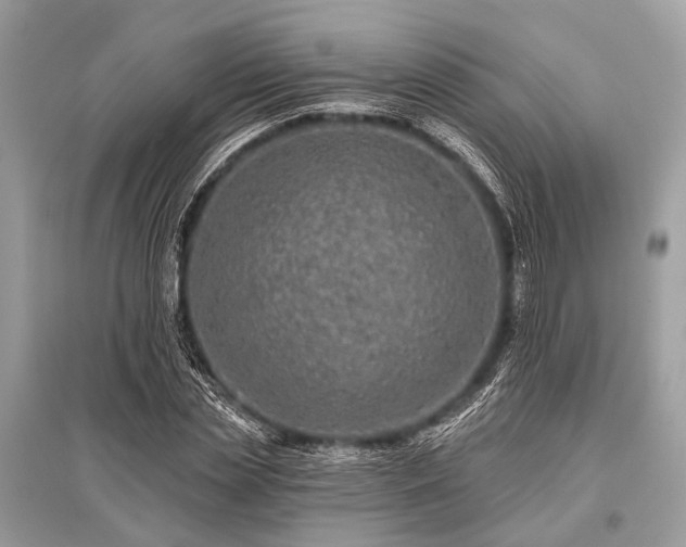 X0000096130829200801251015