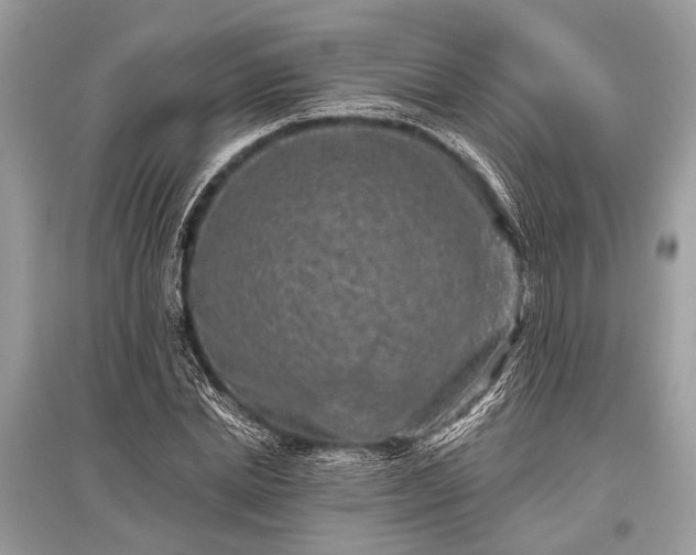 X0000096130830200801251015