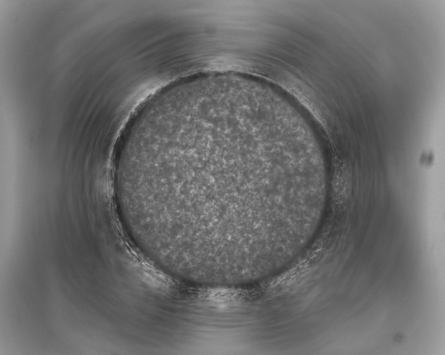 X0000096130832200801251015