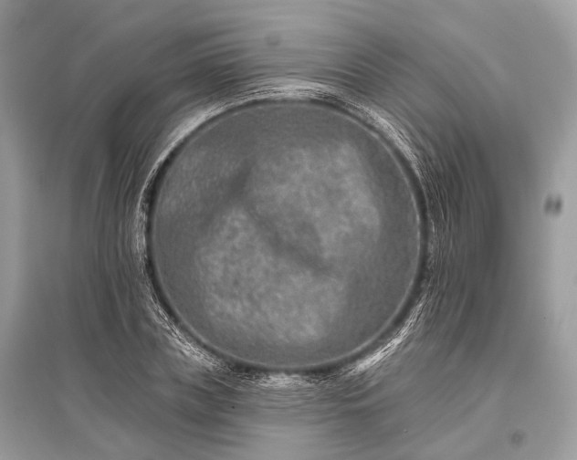 X0000096130835200801251015