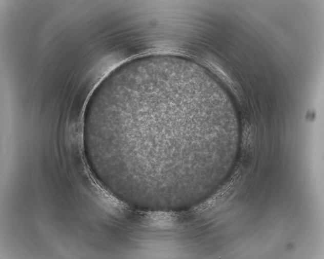 X0000096130836200801251015