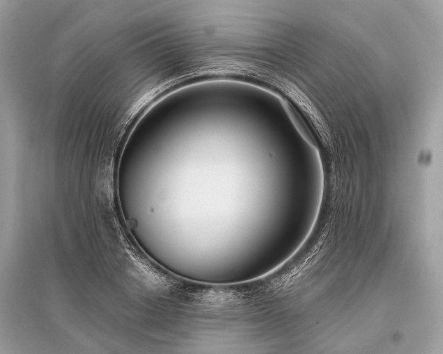 X0000096130842200801251015
