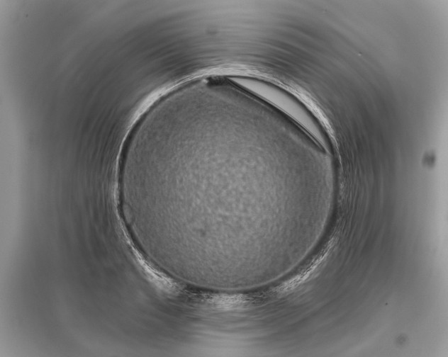 X0000096130845200801251015