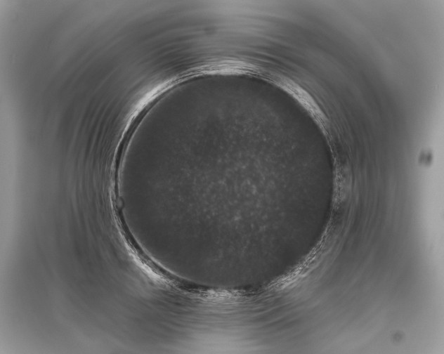 X0000096130850200801251015
