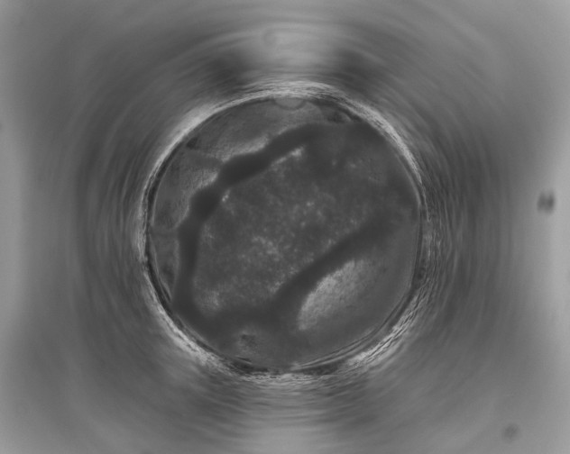 X0000096130851200801251015