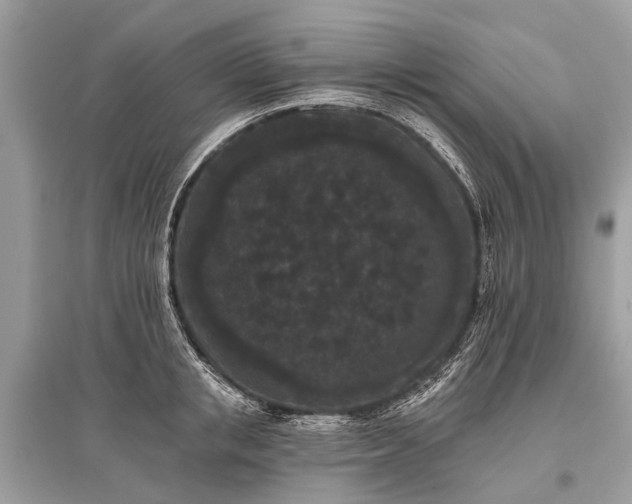 X0000096130853200801251015
