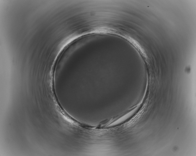 X0000096130854200801251015