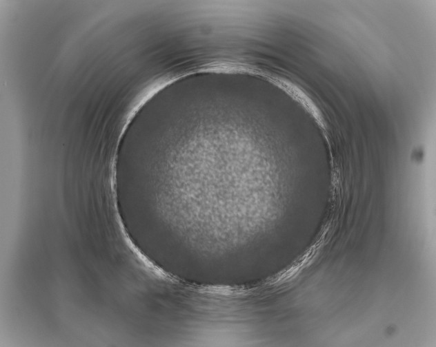 X0000096130855200801251015