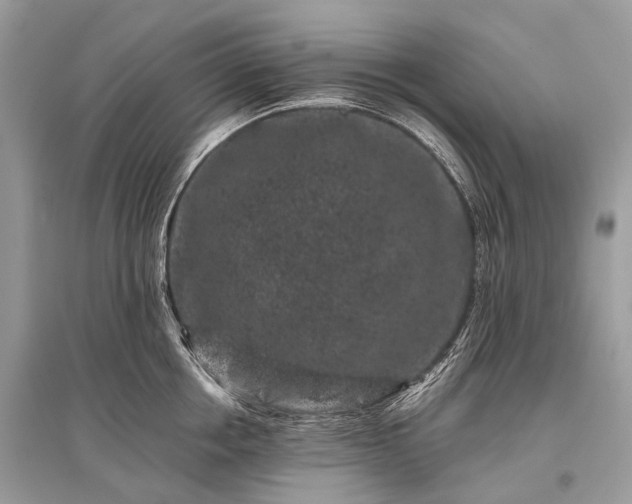 X0000096130858200801251015
