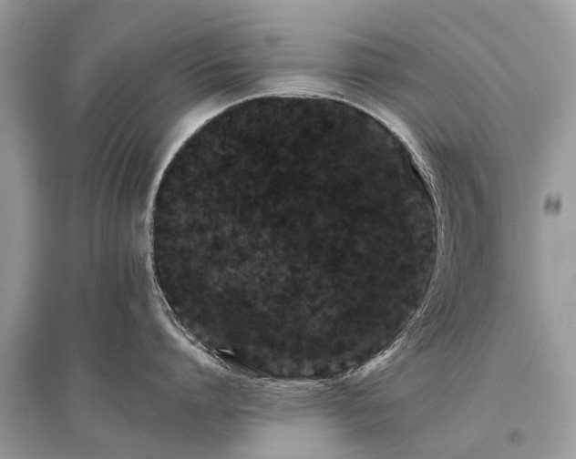 X0000096130864200801251015