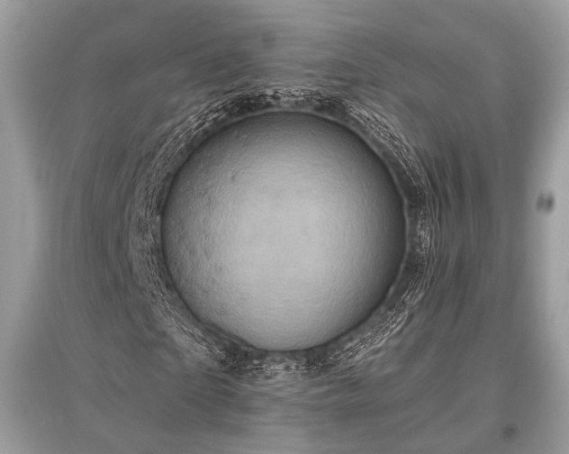 X0000096130865200801251014