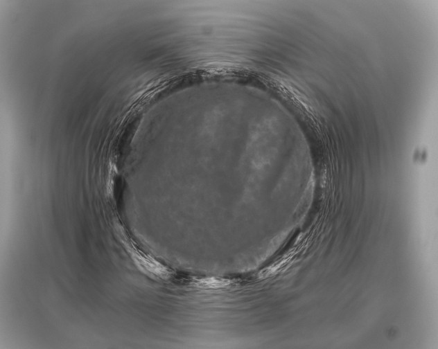 X0000096130868200801251014