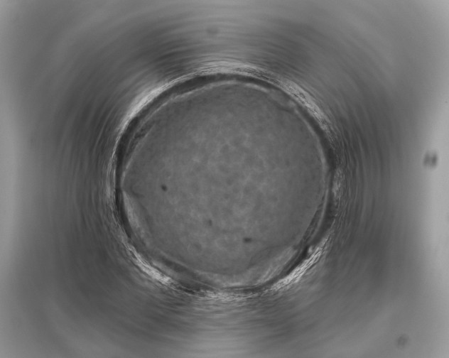 X0000096130877200801251014