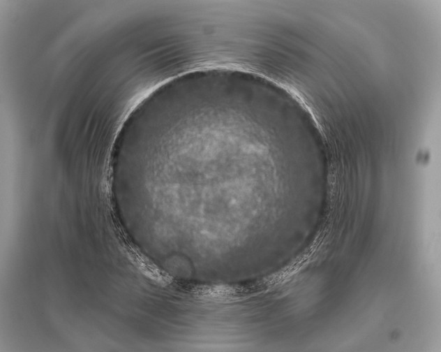 X0000096130879200801251014