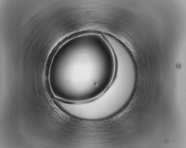 X0000096130880200801251014