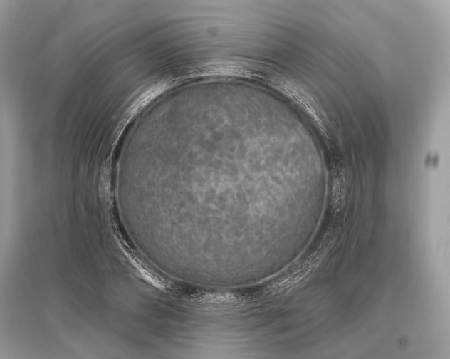 X0000096130882200801251014