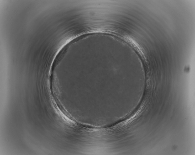 X0000096130892200801251014