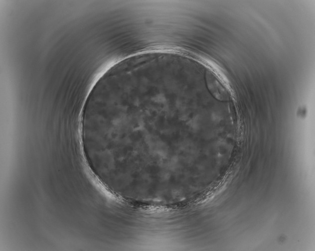 X0000096130907200801251013