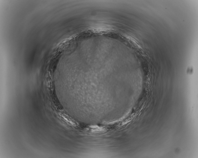 X0000096130917200801251013