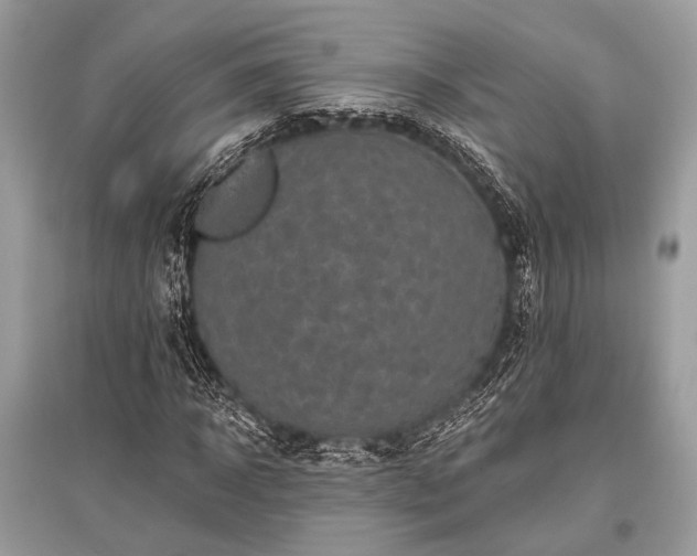 X0000096130918200801251013