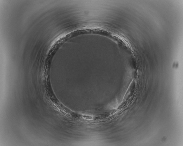 X0000096130920200801251013