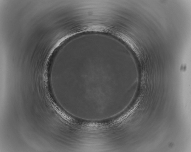 X0000096130923200801251013