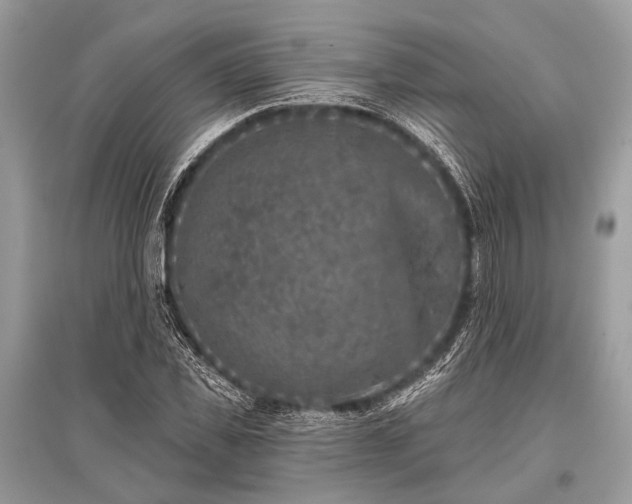 X0000096130925200801251013