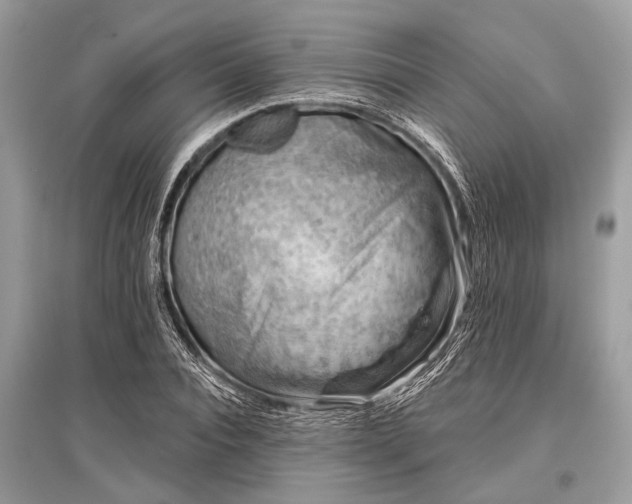 X0000096130928200801251013