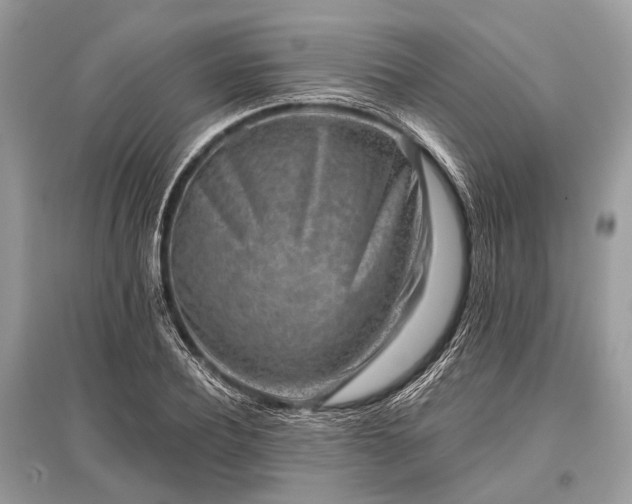 X0000096130932200801251013