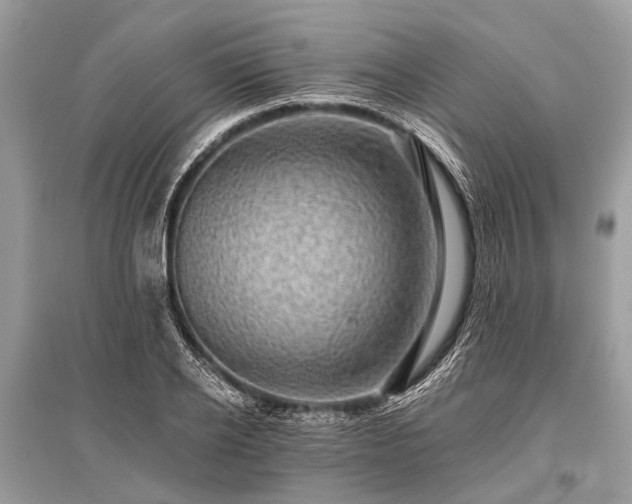 X0000096130934200801251013