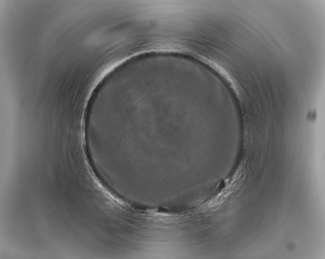 X0000096130935200801251013