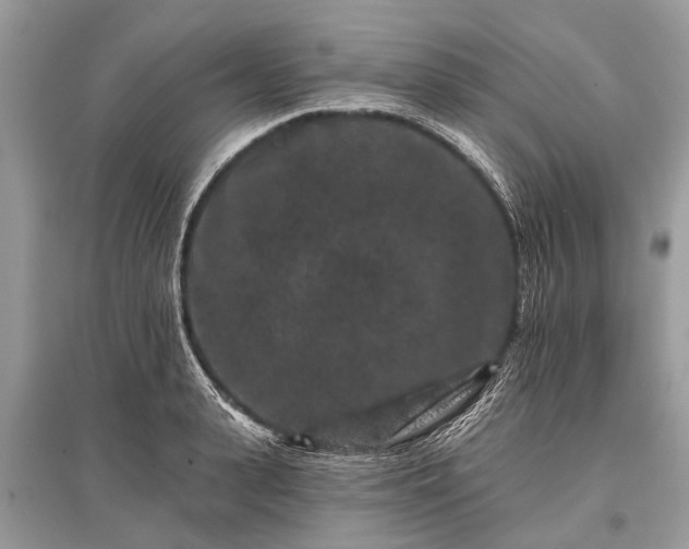 X0000096130943200801251013