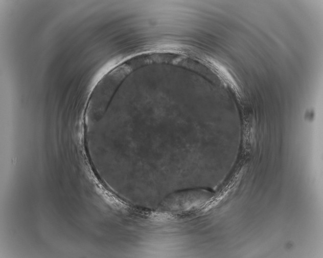 X0000096130944200801251013