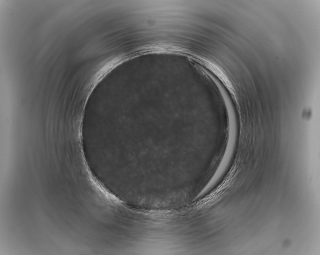 X0000096130946200801251013