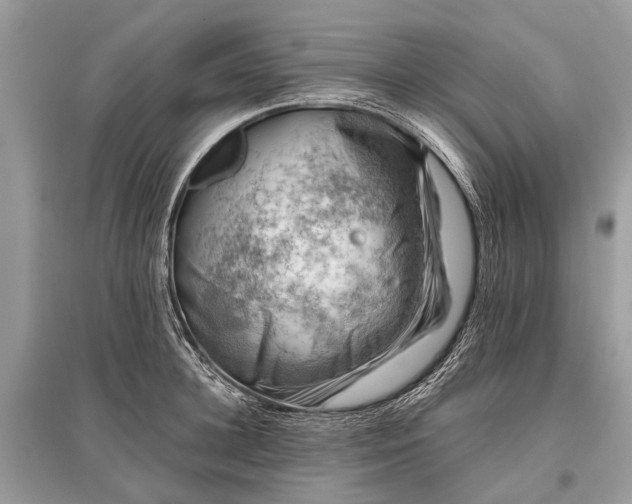 X0000096130948200801251013