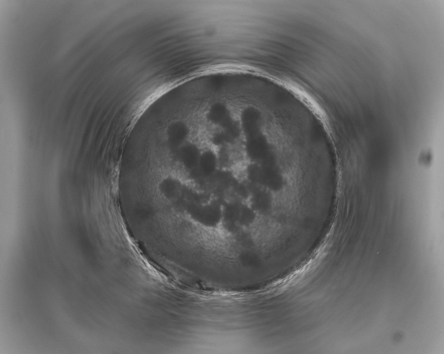 X0000096130953200801251013